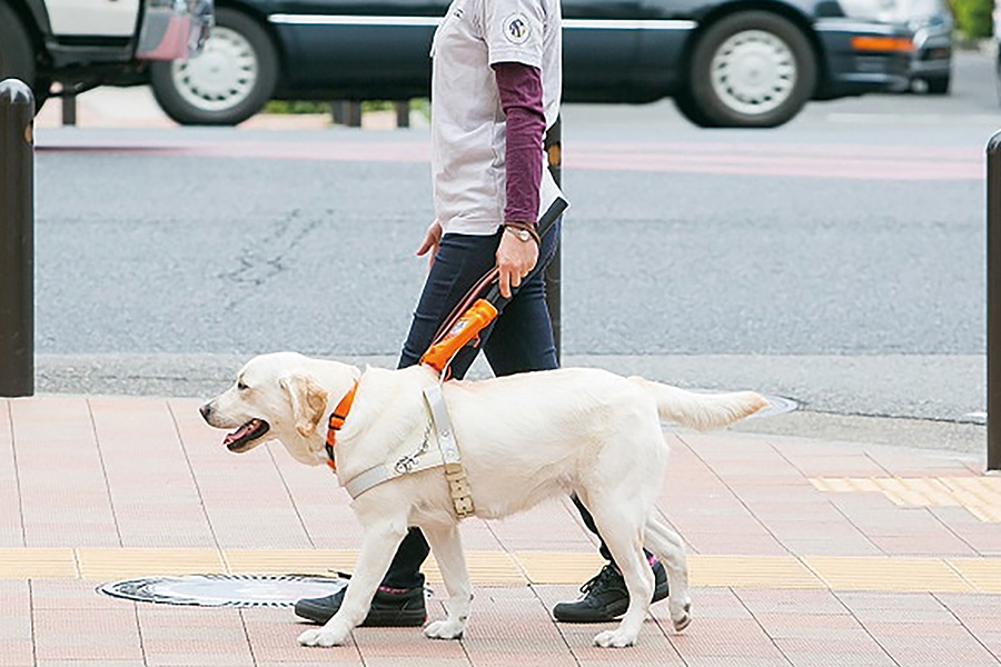 social-dog-02