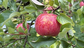 りんご狩り2025＿８