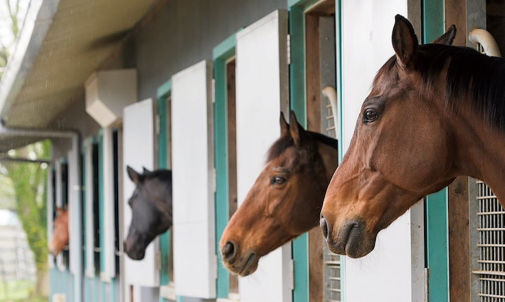 馬房から顔を出す馬