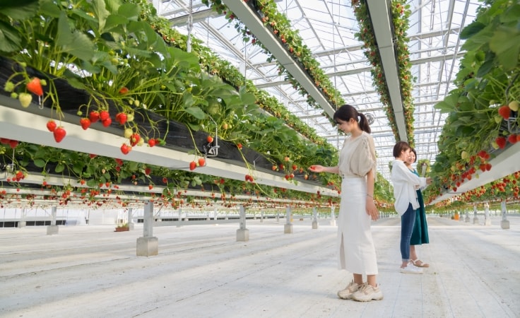 いちごハウス内部